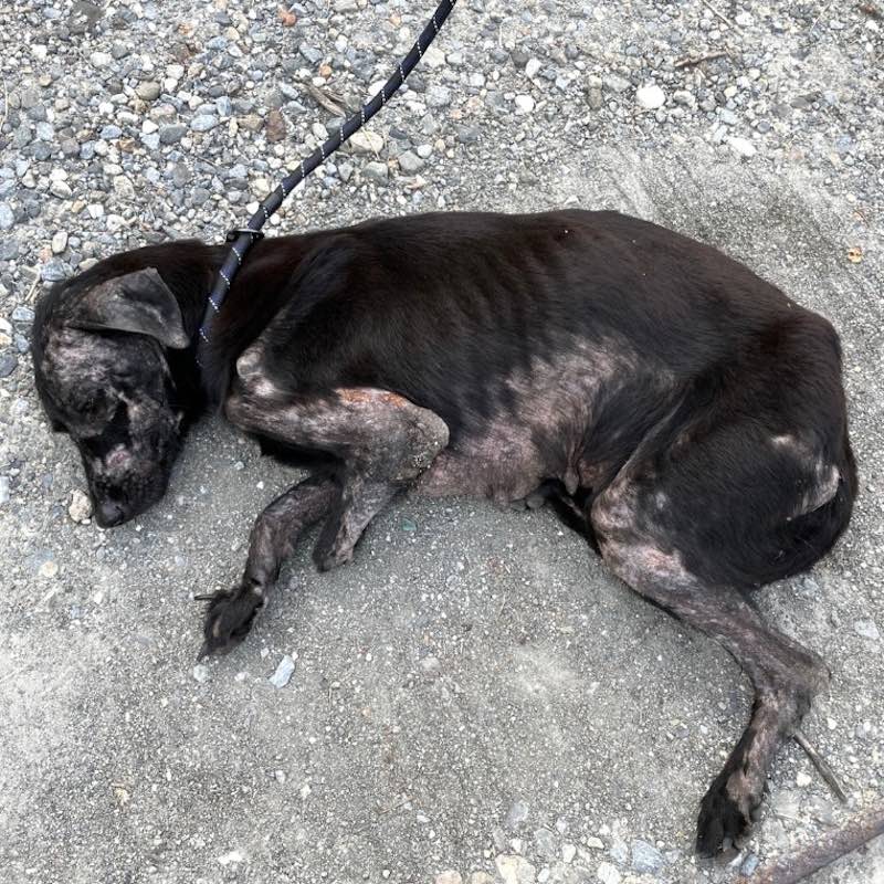 Dalia, a severely emaciated black dog, lying on concrete before her rescue