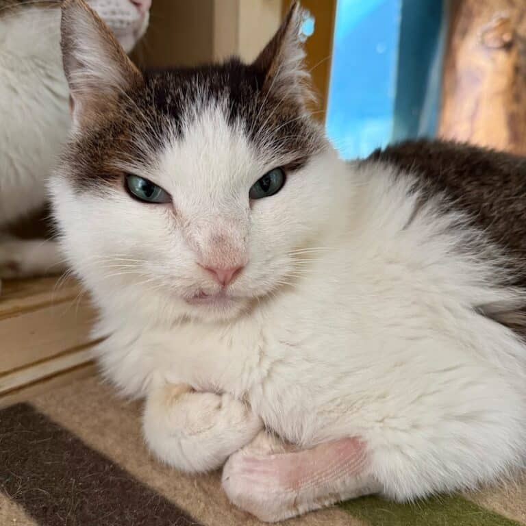 Mel, a white and tabby rescue cat, lying indoors with paws tucked in