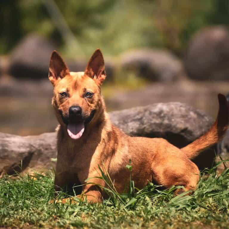 A tan mixed-breed dog lying on grass with its mouth open