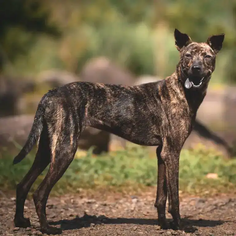 A brindle mixed-breed dog standing in profile on a grassy path