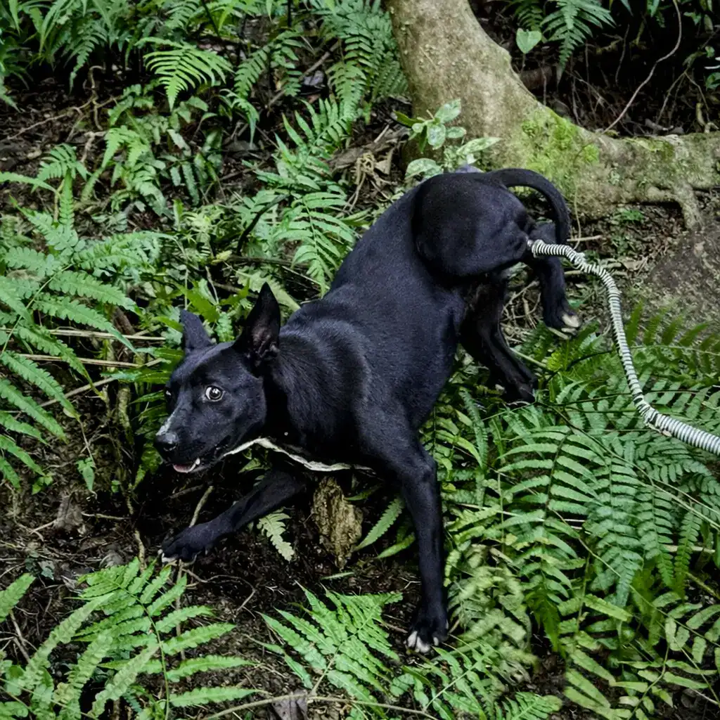 Tilly, a black stray dog, held by an illegal wire snare in dense undergrowth before her rescue