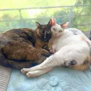 Calico and Pearl