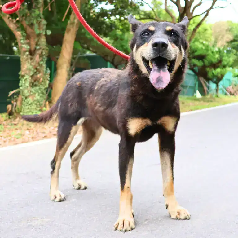 Hua Hua, a brindle and tan dog, standing on a path on a red lead