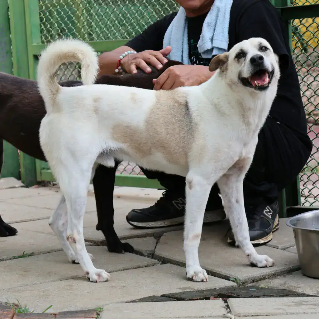 Xiao Bai