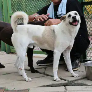 Xiao Bai