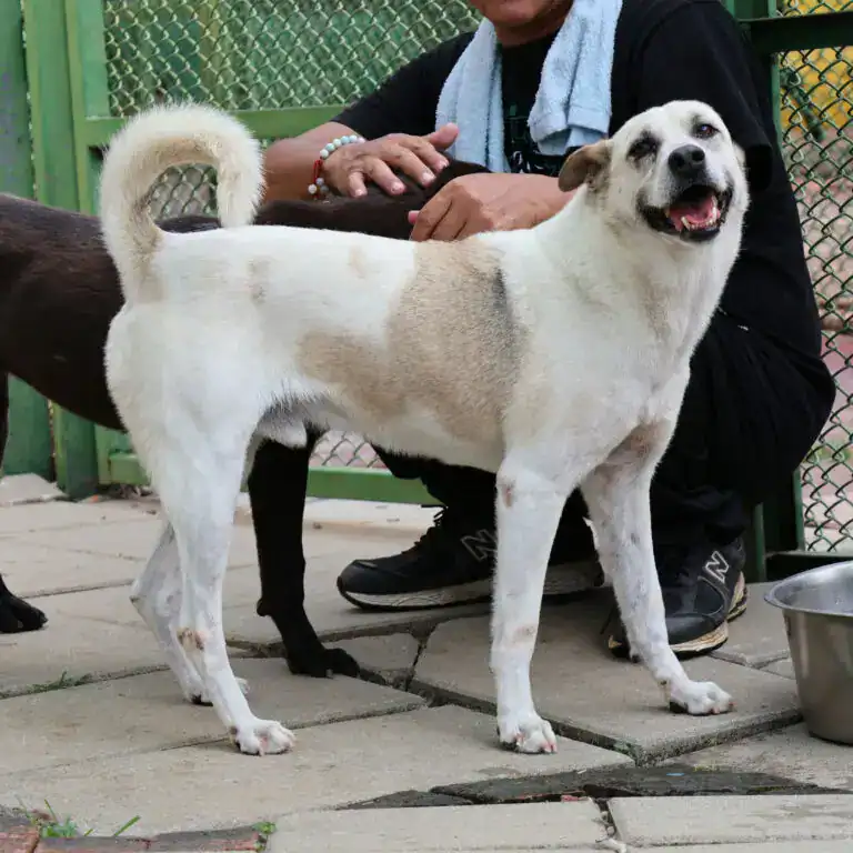 Xiao Bai, a white dog with tan patches, standing in a sanctuary yard beside a member of staff